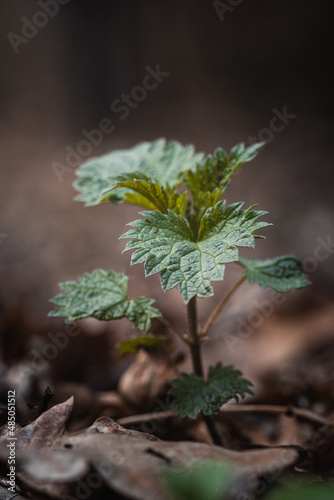 photos of medicinal plants and nettle plant. Green natural background with soft bokeh. Selected focus. Detailed picture. in forest