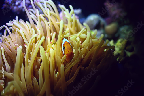 anemone fish, clown underwater orange fish sea background aquarium