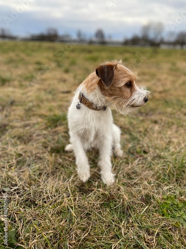 Bilde på lerret jack russell terrier