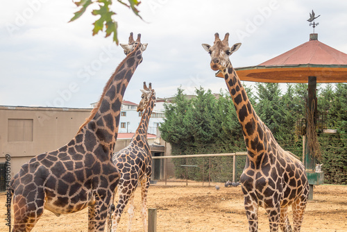 Photography giraffe in the zoo