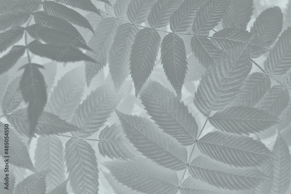 Vegetable mystical background from meadowsweet leaves. Abstract natural wallpaper from the foliage of a ornamental shrub. Light black and white plant backdrop