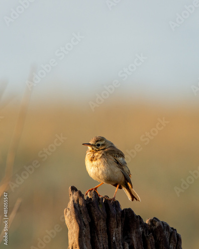 Paddyfield pipit or Oriental pipit bird on beautiful perched at dhikala zone of jim corbett national park or forest reserve uttarakhand india - Anthus rufulus photo