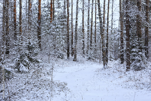 winter fir trees in the forest landscape with snow covered in december