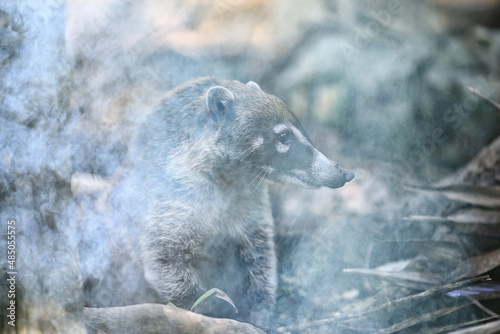 raccoon in a forest fire animal in smoke saving nature