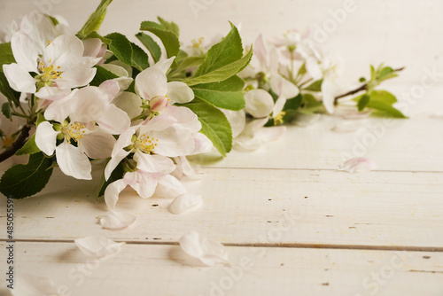  White sping blossoming tree with white rustic wooden background. Beautiful sping cherry flowers. Copy space.  Background for hair care and cosmetic products advertisement.