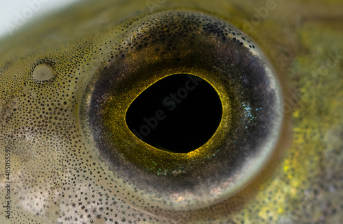 The eye of the perch Perca fluviatilis
