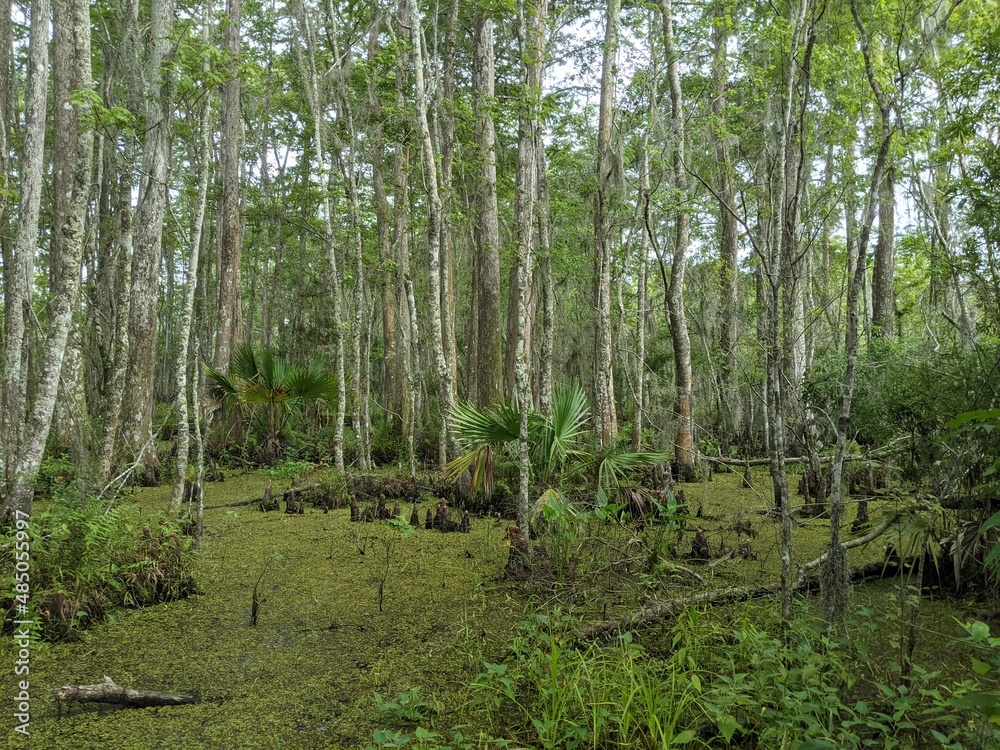 Fototapeta premium swamp
