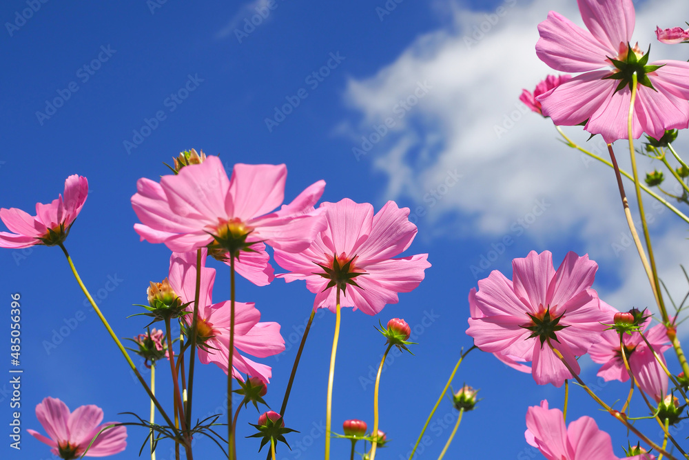 Pink cosmos flowers blooming in blue sky for bacground. Pink cosmos flowers blooming in blue sky for bacground.