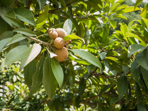 Manilkara zapota, commonly known as sapodilla. Fruit farming in pakistan.