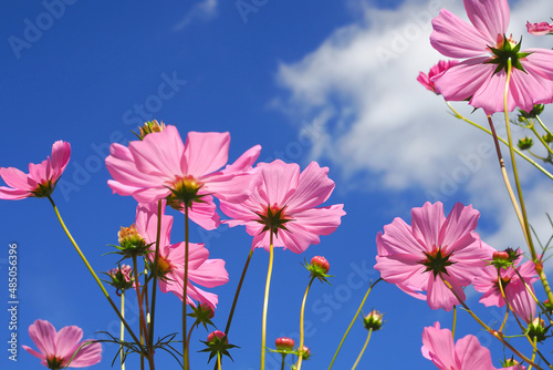 Pink cosmos flowers blooming in blue sky for bacground.