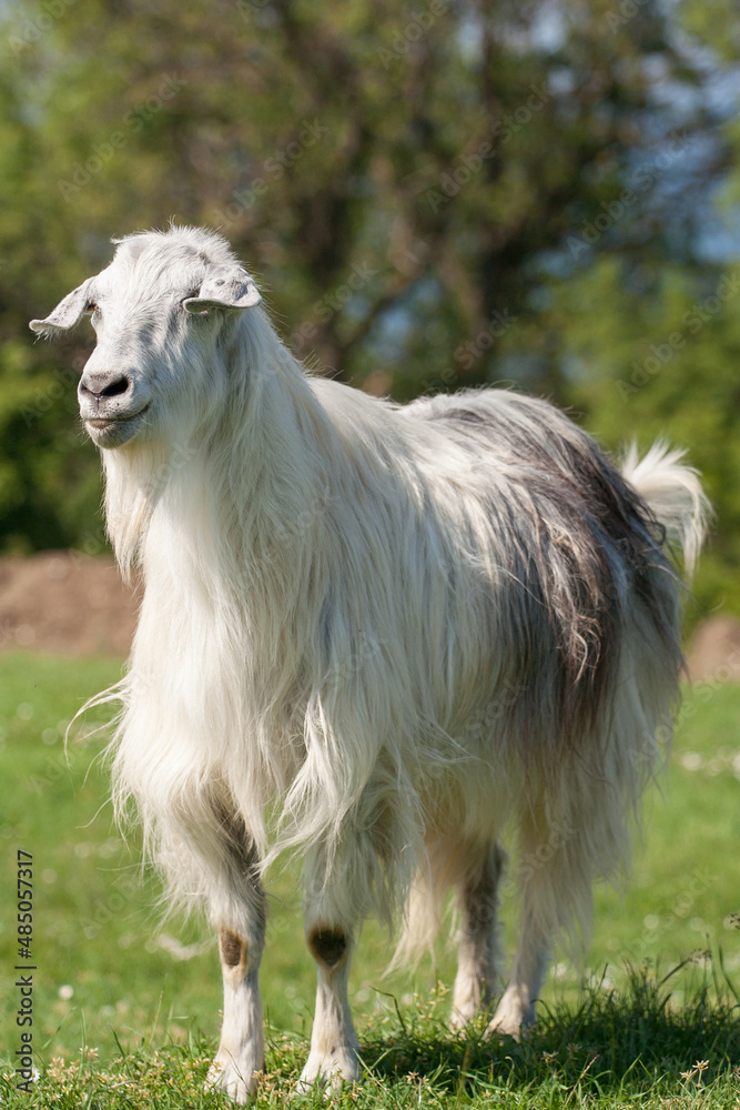 Fototapeta premium goat in a field