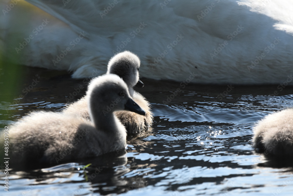 Mute swan swimming on the lake, river. A snow-white bird with a long neck, forming a loving couple and caring family. Mute swan swimming on the lake, river. A snow-white bird with a long neck, forming a loving couple and caring family.