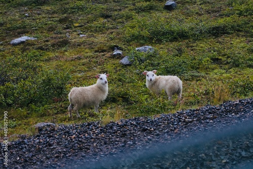 Sheep on the road as photographed from a car behind the windshield