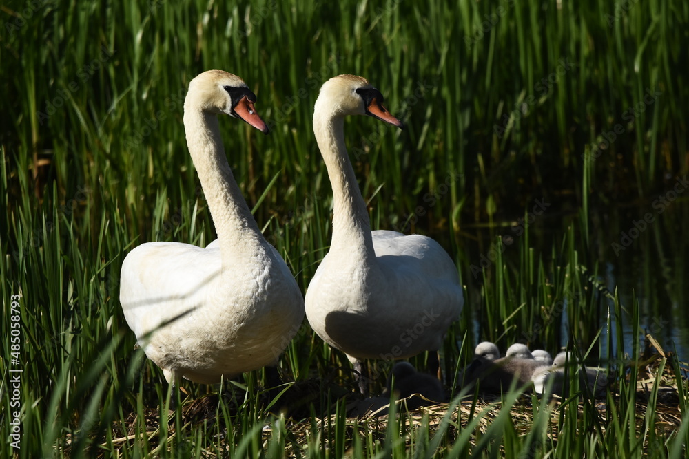 Obraz premium Mute swan swimming on the lake, river. A snow-white bird with a long neck, forming a loving couple and caring family.