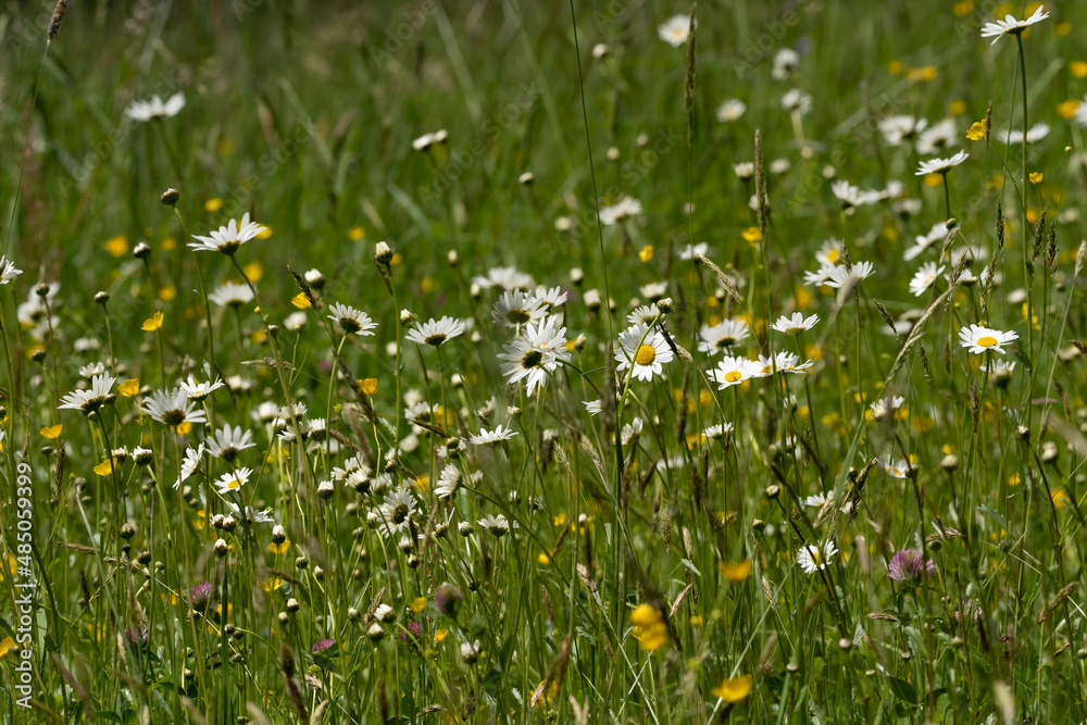 Fototapeta premium Summer landscape beautiful white clouds over a flowering meadow on a sunny day