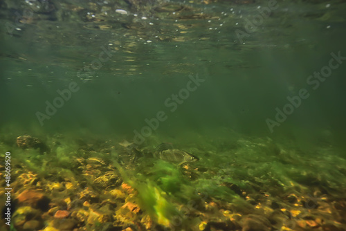 multicolored underwater landscape in the river  algae clear water  plants under water