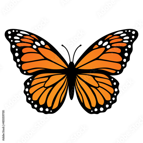 Monarch butterfly. Vector illustration isolated on white background