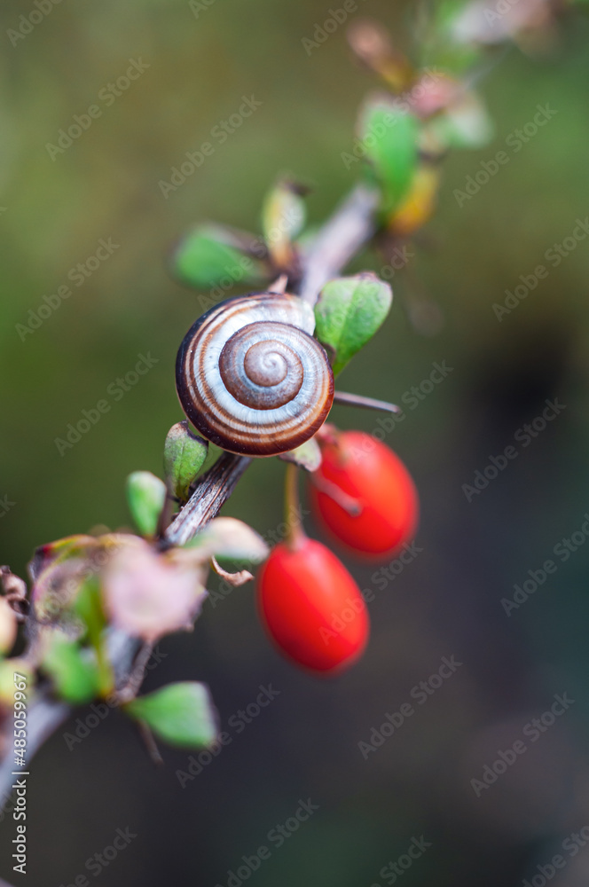 A garden snail in a shell lies on a barberry branch with red berries. Gradient blurred background, soft focus A garden snail in a shell lies on a barberry branch with red berries. Gradient blurred background, soft focus