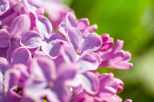 Spring lilac flowers macro, blooming garden trees and bushes, soft focus. Saturated color background with blur
