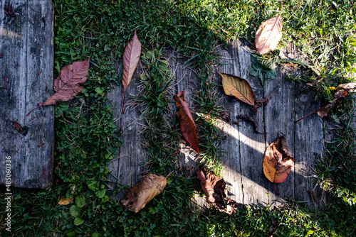 autumn leaves on the ground
