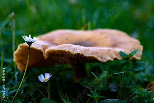 mushroom in the woods
