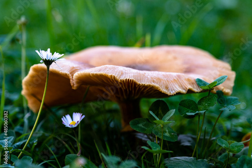 mushroom in the forest