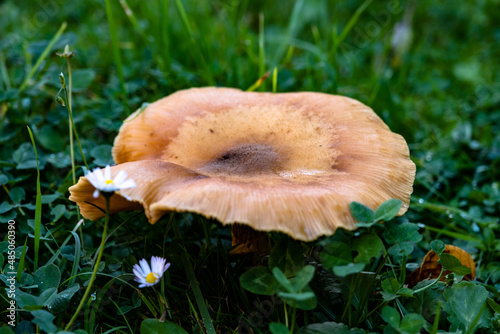 mushroom in the grass