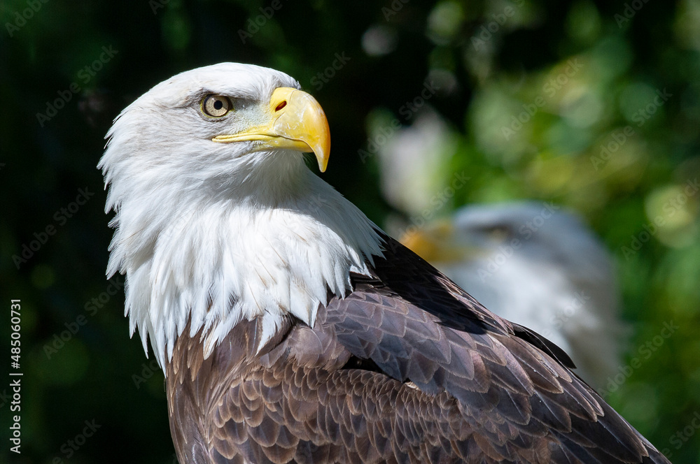 Captive Bald Eagle, also known as the American Eagle, Bald Eagle, White-headed Eagle, or American Eagle Captive Bald Eagle, also known as the American Eagle, Bald Eagle, White-headed Eagle, or American Eagle