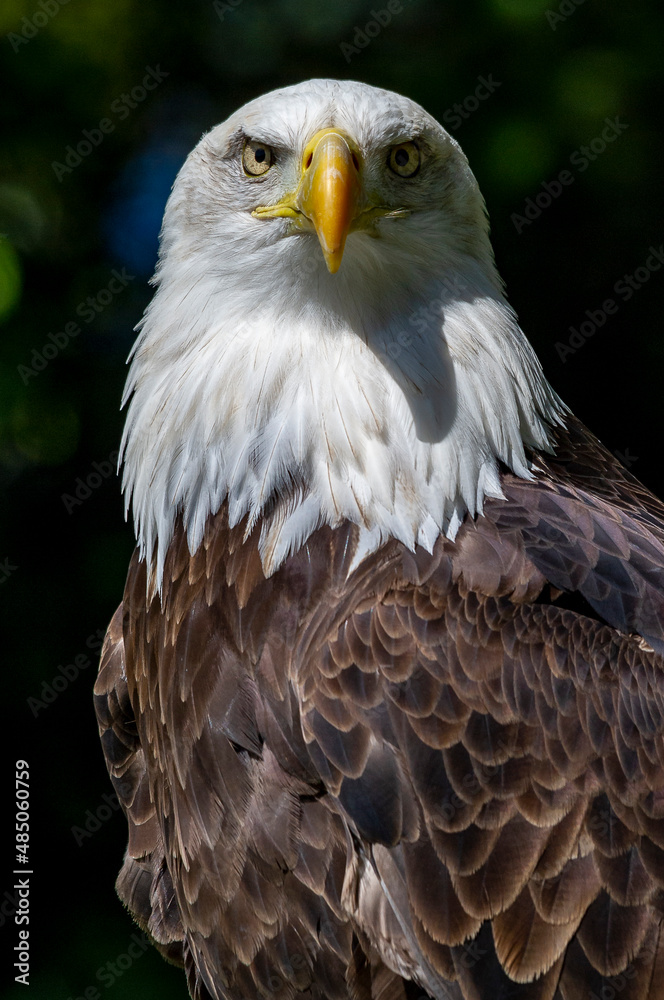 Captive Bald Eagle, also known as the American Eagle, Bald Eagle, White-headed Eagle, or American Eagle Captive Bald Eagle, also known as the American Eagle, Bald Eagle, White-headed Eagle, or American Eagle
