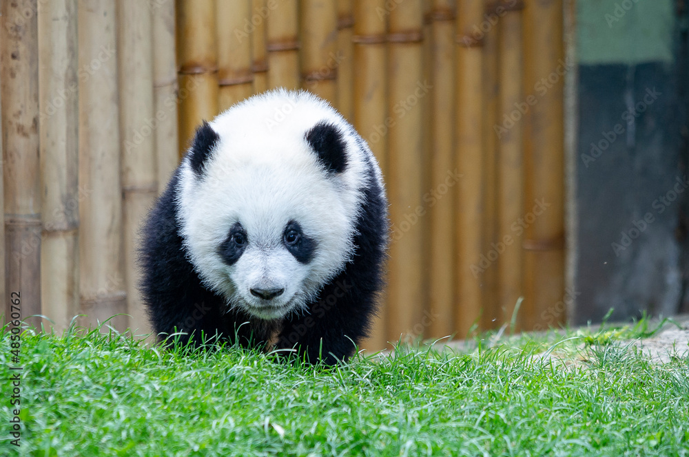 Fototapeta premium Baby Panda Bear, bred in captivity