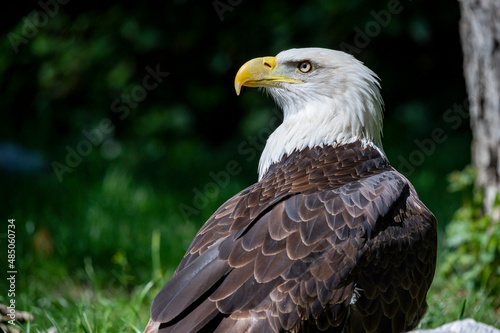 Captive Bald Eagle  also known as the American Eagle  Bald Eagle  White-headed Eagle  or American Eagle