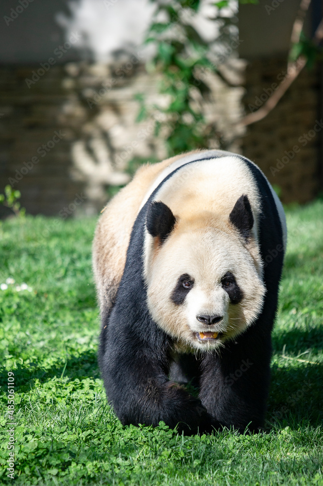 Obraz premium Panda bear, bred in captivity