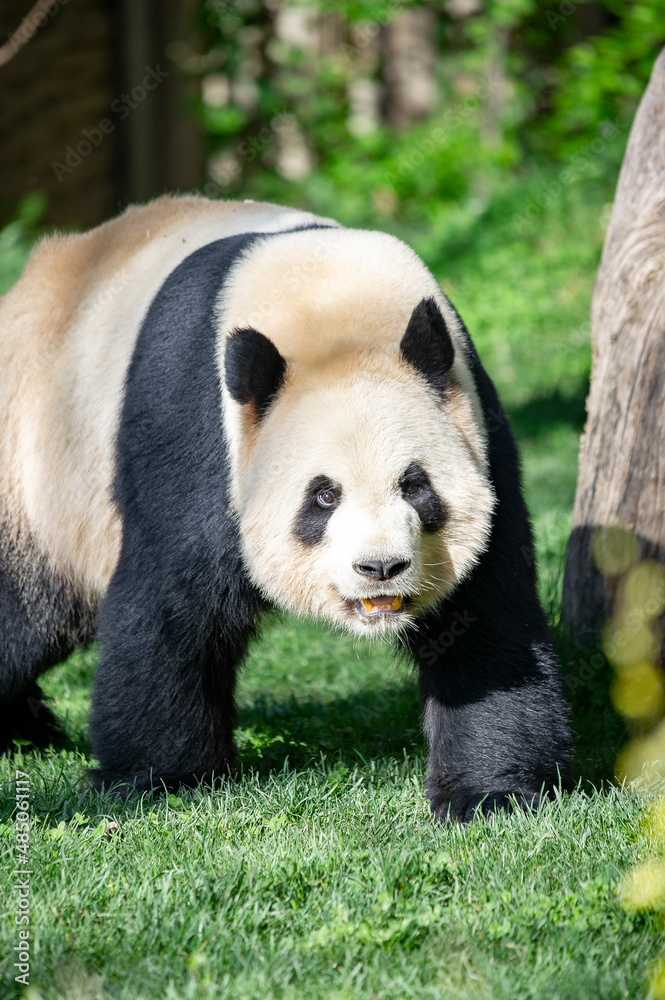 Obraz premium Panda bear, bred in captivity