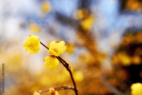 yellow autumn leaves © 司 有田