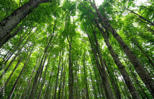 the green of the forests in the spring months