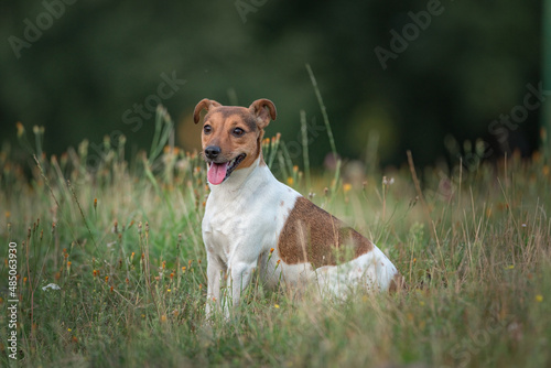 Portrait of a purebred beautiful Jack Russell Terrier on the field in the park.