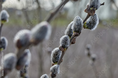 Willow blossoms