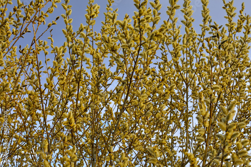Willow blossoms