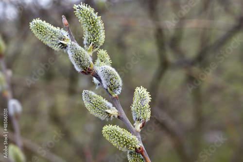 Willow blossoms