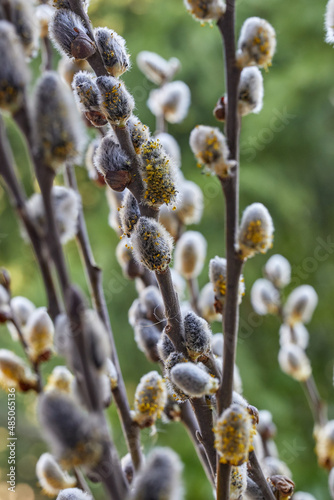 Willow blossoms