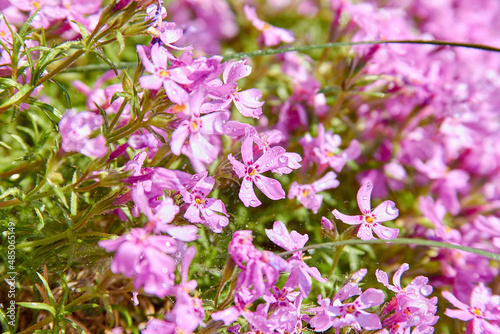 Phlox subulata