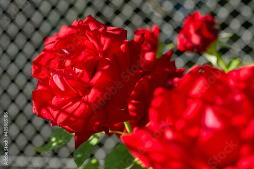 Red roses