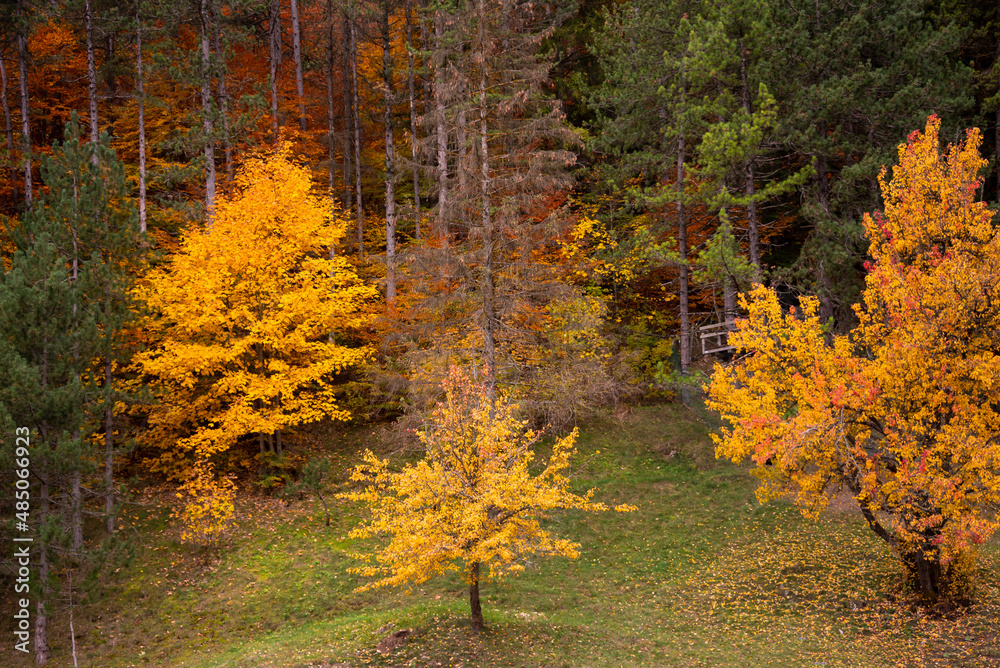 Autumn season lanscape with colorful trees and plants