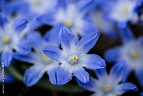Blue scilla (Scilla bifolia) bloom in the forest. First spring flowers Blue scilla (Scilla bifolia) blooms in the park. First spring flowers