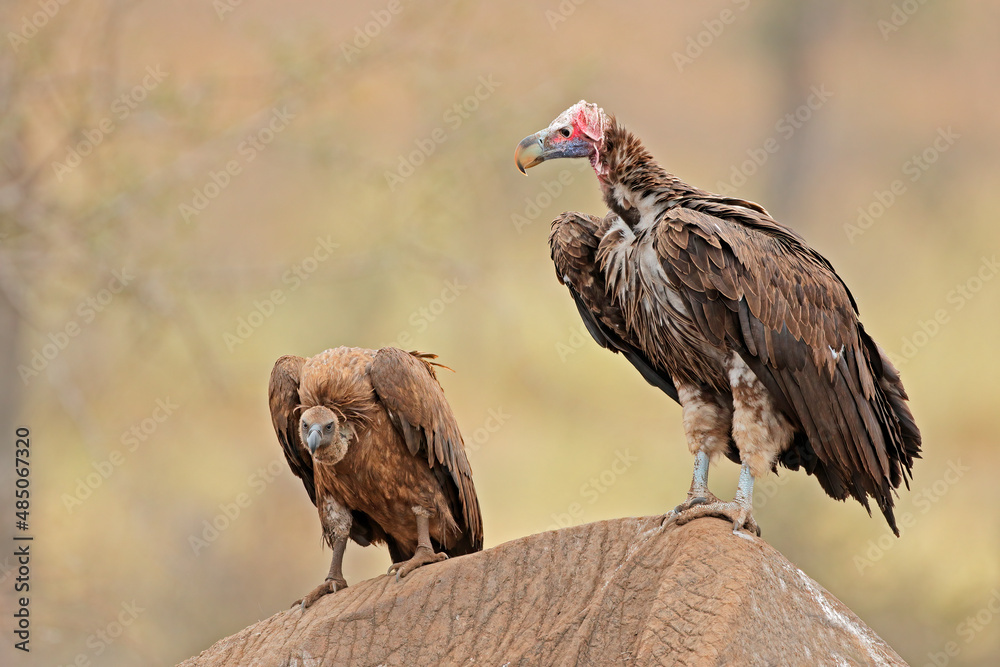Fototapeta premium A lappet-faced and white-backed vulture on a dead elephant, Kruger National Park, South Africa.