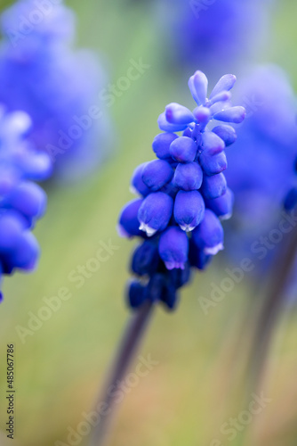 Common grape hyacinth  a species of Grape hyacinths  also known as Compact  Small and Italian grape hyacinth  its botanical name is Muscari botryoides.