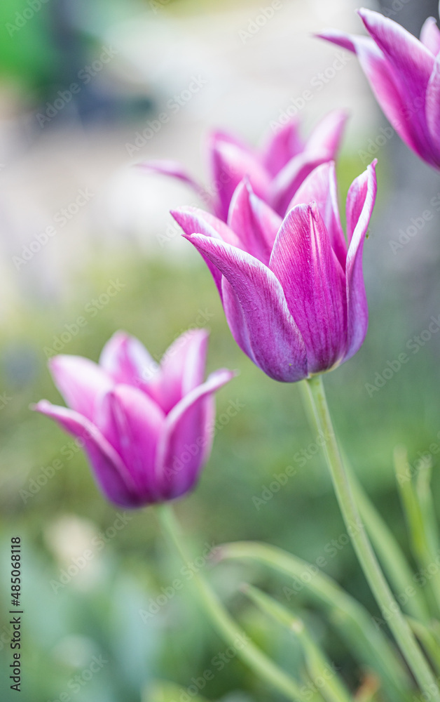 Obraz premium Isolated single purple or pink tulip (tulipa), spring flower in the garden. Detail macro photo flower