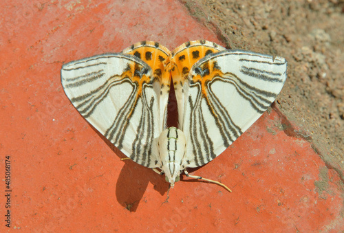 Butterfly geometer (Callabraxas ludovicaria) photo