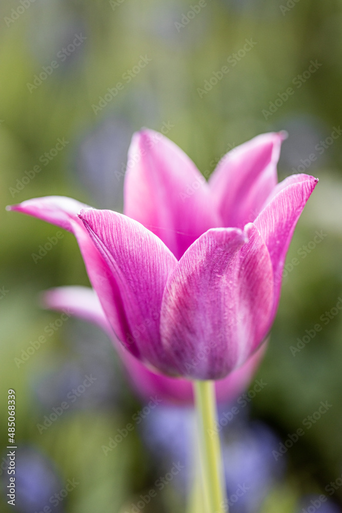 Isolated single purple or pink tulip (tulipa), spring flower in the garden. Detail macro photo flower Isolated single purple or pink tulip (tulipa), spring flower in the garden. Detail macro photo flower
