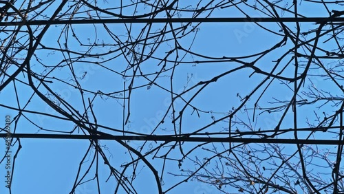 Bright blue sky as a background to geometry of tree branches. Abstract picture.